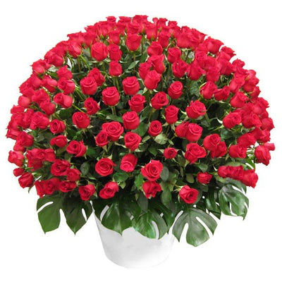  400 premium Red Roses
 Arranged in a ceramic vase
 Free Message Card