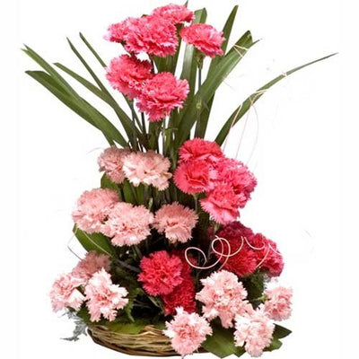 24 Pink & White Carnations Arrangement