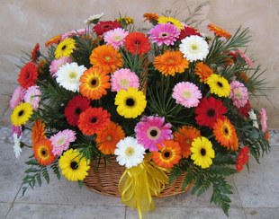 60 Colorful Gerbera's Basket with lush green fillers in it
 Free Message Card.
