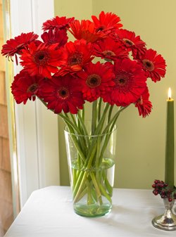  18 Stem Red Gerbera Bouquet (Add VASE separately)
 Free Message Card.
